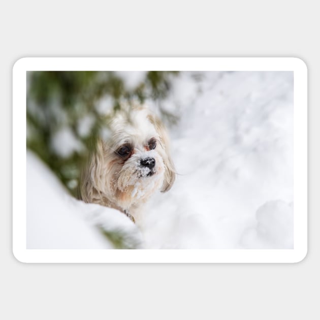 Snowy and White Sticker by gdb2